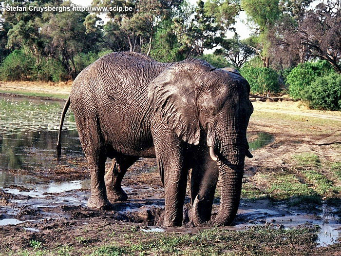 Moremi - Jonge olifant Leuk schouwspel van een jonge olifant spelend met modder. Stefan Cruysberghs